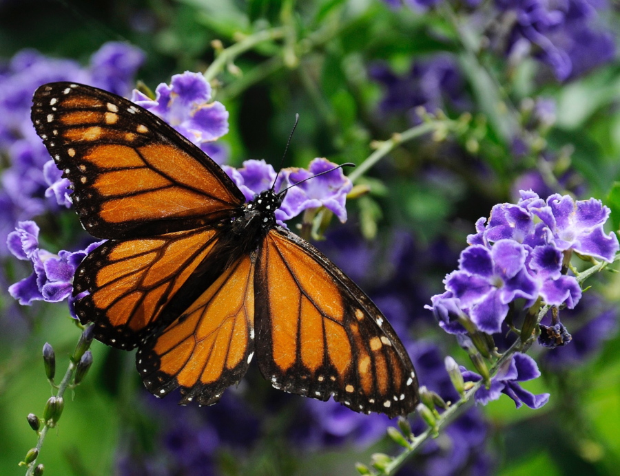 A monarch butterfly feeds on a duranta flower in Houston.