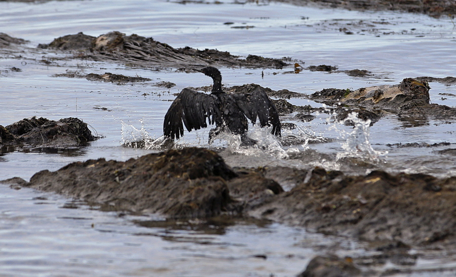 FILE - In this May 21, 2015, file photo, an oil-covered bird flaps its wings amid at Refugio State Beach, north of Goleta, Calif. Plains All American Pipeline said in a statement Tuesday, May 17, 2016, that a California grand jury has indicted the company and one of its employees in connection with the pipeline break. (AP Photo/Jae C.