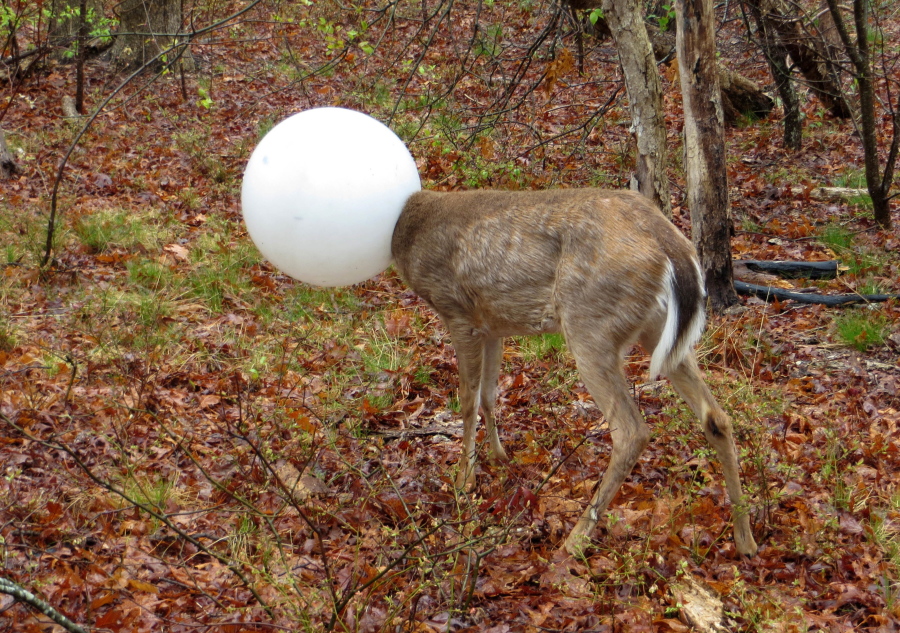 A deer with its head caught in the globe from a lighting fixture over its head stands May 3 in the woods in Centereach, N.Y. The deer was able to extricate itself with the help of Environmental Conservation Officer Jeff Hull. Hull wrestled with the deer for a while and the globe shook free in the process.