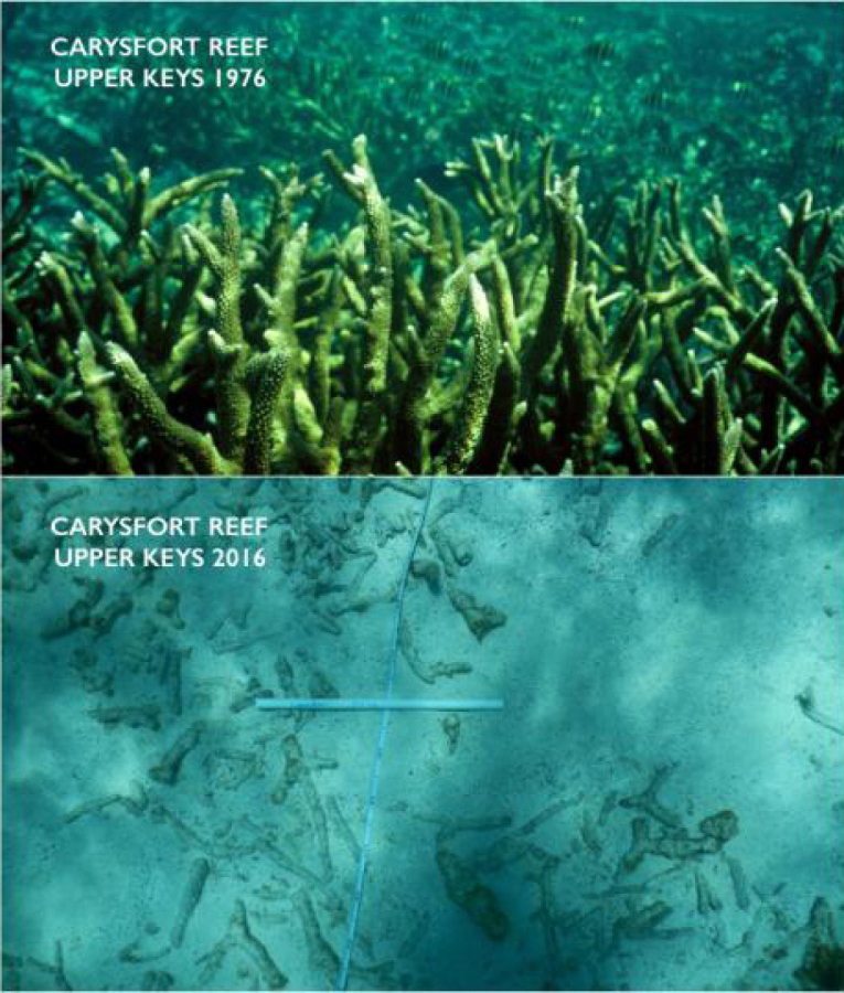 This two-picture combo provided by the University of Miami, top, and Chris Langdon, shows the Carysfort Reef in Florida in 1976 and 2016. Increasingly acidic seawater from global warming is now dissolving a tiny part of the limestone framework for delicate coral reef in the upper Florida Keys, much earlier than scientists expected, a new study found.