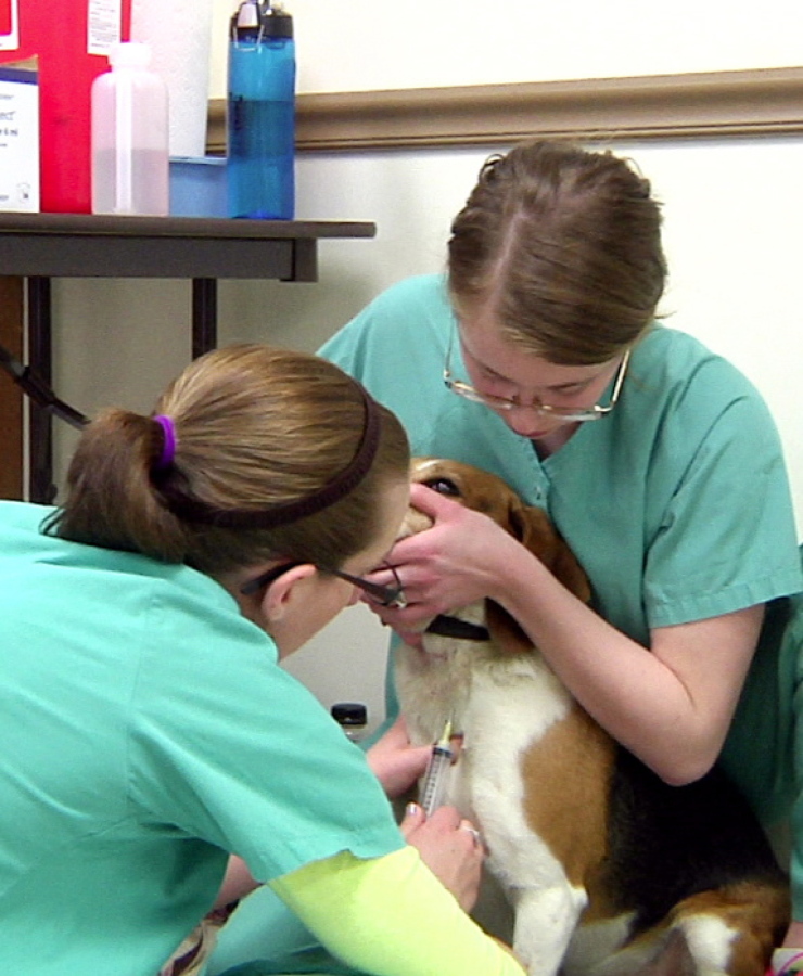 Volunteers associated with Michigan State University&#039;s College of Veterinary Medicine draw blood from a dog during a lead screening event April 16 at the Humane Society of Genesee County in Burton, Mich.