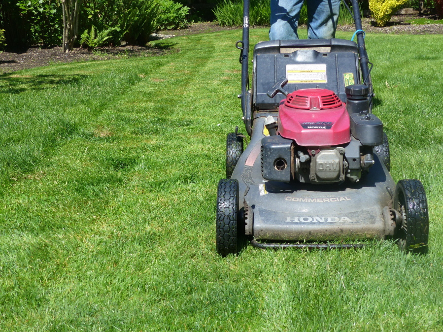 Eco-friendly lawns are allowed to grow higher to hold water longer, contain some broadleaf plants like flowers and herbs to attract pollinators, and are mulched with clippings at every mowing, reducing the need for fertilizers.