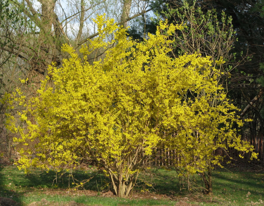 This forsythia in New Paltz, N.Y., is in all its glory this spring because it was pruned well last spring.
