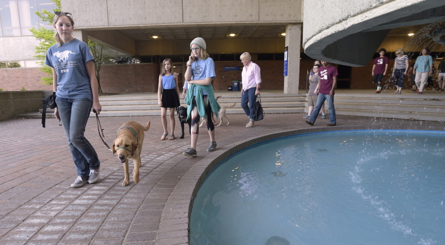 Meghan Knetle, 19, an Oregon State University animal science student, leads Mycroft, a yellow Lab in training, around a fountain in April at Linn-Benton Community College in Albany, Ore. She is followed by Brian Benson, 11, of Philomath, Ore., Mya Flannery, 10, of Corvallis, with Vale, a 6-month-old black Lab, and other members of Eyeraisers 4-H.