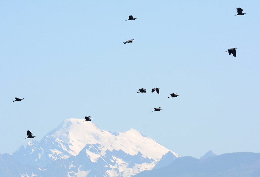 A group of herons fly with Mount Baker in the distance in Washington. The start of nesting season brings volunteers to Skagit County to tally great blue herons, the region&#039;s iconic birds.