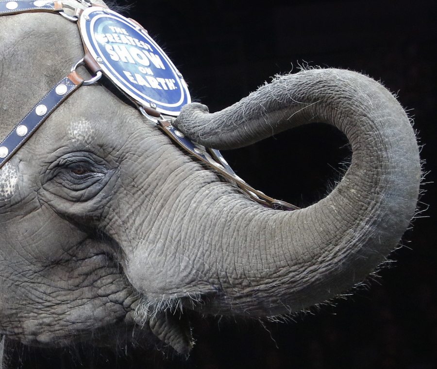An Asian elephant performs for the final time Sunday in the Ringling Bros. and Barnum &amp; Bailey Circus in Providence, R.I. The circus closes its own chapter on a controversial practice that has entertained audiences for centuries. The animals will live at the Ringling Bros. 200-acre Center for Elephant Conservation in Florida.