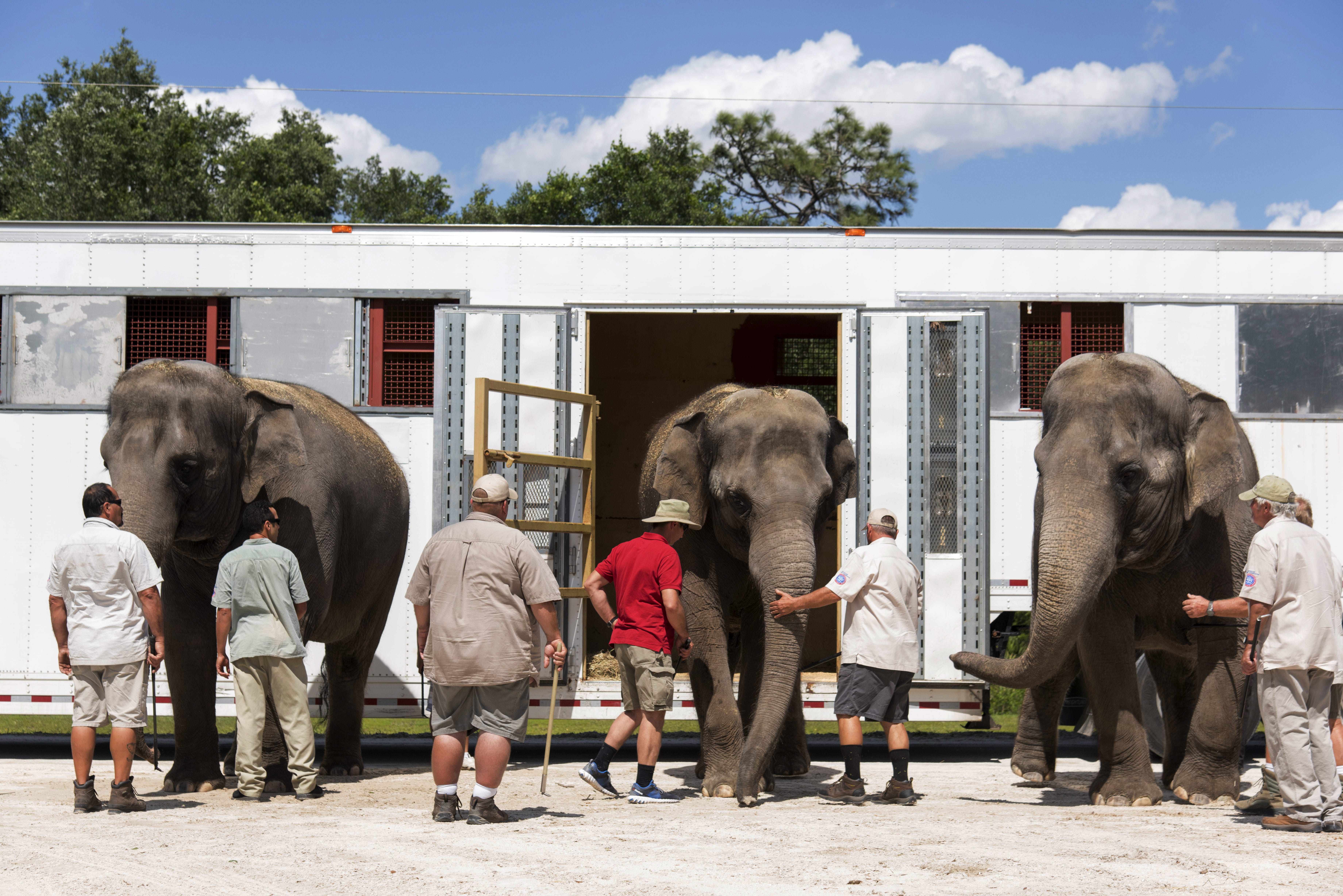 Handlers escort three of the Ringling Bros. and Barnum &amp; Bailey Circus Asian elephants as they arrive Thursday at their new home in Polk City, Fla. The elephants will join the rest of the retired herd at the Ringling Bros. Center for Elephant Conservation.