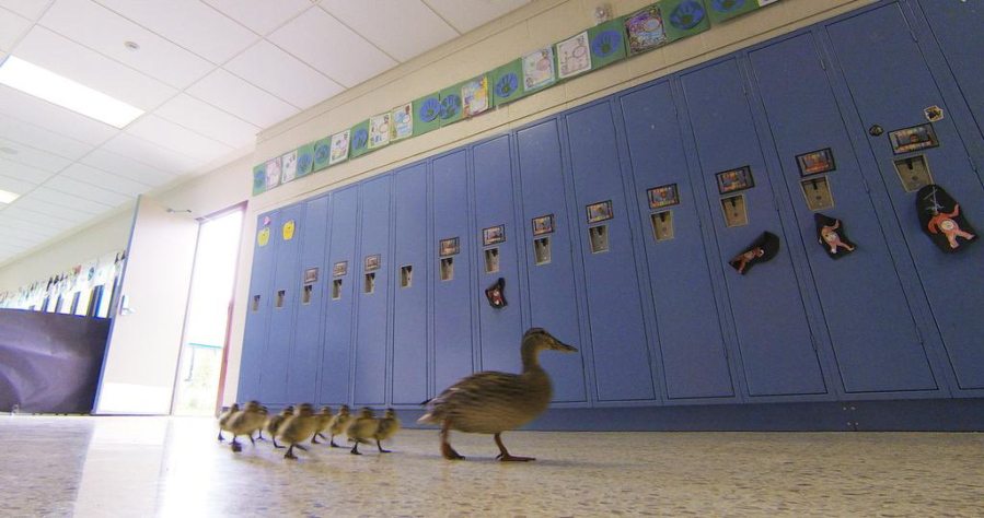 Vanessa the duck leads her offspring through the halls of the Village Elementary school in Hartland, Mich., to the outdoors.