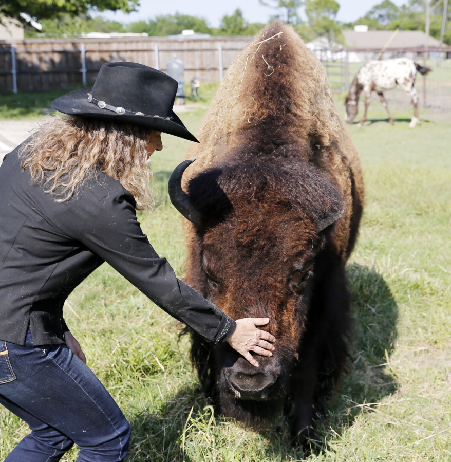Karen Schoeve pets Bullet, her bison, May 13 at her home in Argyle, Texas. Bullet has been sold and was transported Saturday from Schoeve&#039;s home to her new home, a pasture that she will share with two cows, 15 miles away in Flower Mound.