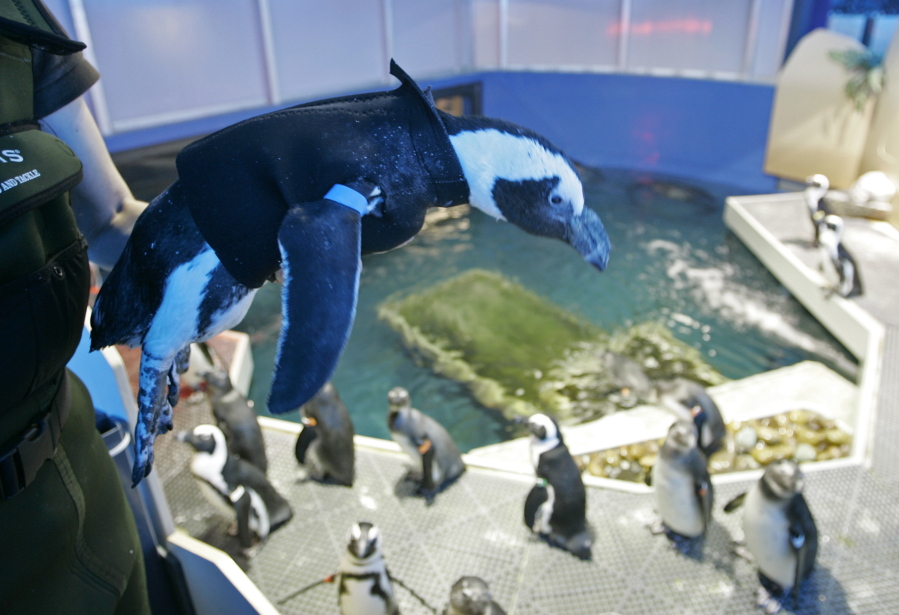 Pierre the Penguin wears his wetsuit April 17, 2008, at the Academy of Sciences in San Francisco. Pierre, the San Francisco penguin who once sported a wetsuit and also starred in a children&#039;s book, has died at the age of 33. The California Academy of Sciences announced that the penguin, the oldest bird in the academy&#039;s colony of African penguins, died recently from kidney failure.