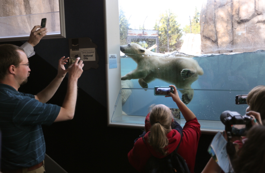 Hope, the new polar bear cub at the Toledo Zoo, makes its public exhibit debut Friday in Toledo, Ohio. She was born Dec. 3 to a 16-year-old bear named Crystal.