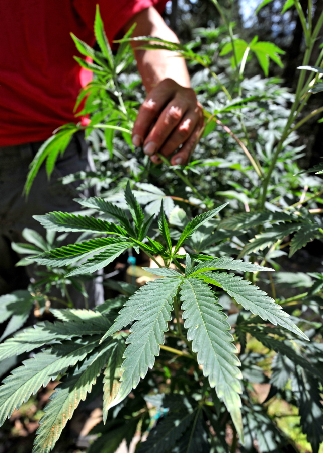 Marijuana grows at a home near the Green Springs, Ore. The House voted to ease veterans&#039; access to medical pot where it&#039;s legal.