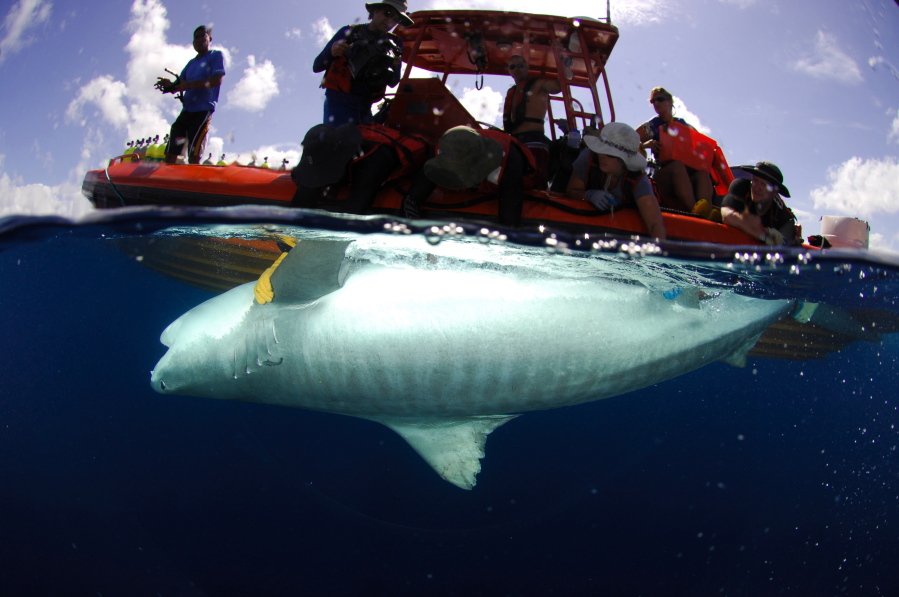 A team of researchers from the University of Hawaii&#039;s Institute of Marine Biology tags a tiger shark in July 2007 near the Hawaiian Islands. The researchers released a two-year study May 19 looking at tiger shark activity around Maui.