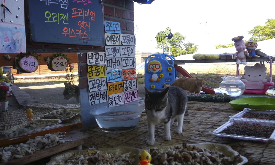 Image made from video provided by Cat TV host Koo Eun-je, stray cats approach foods prepared by South Korean Koo Eun-je, the 35-year-old host of the online Cat TV, at &quot;a restaurant for cats&quot; in JeollaNamdo, South Korea.