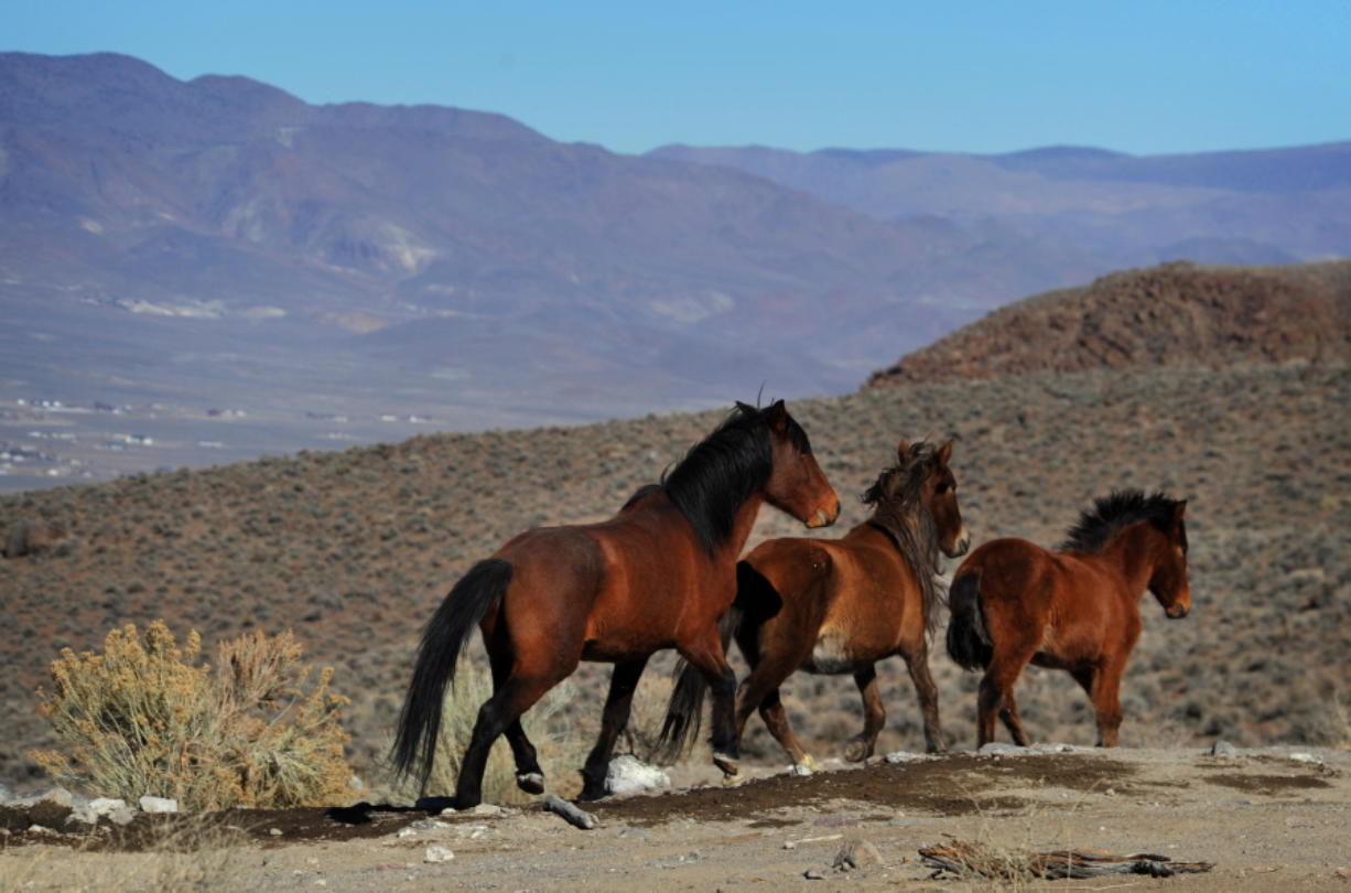 Wild horses are seen in January 2015 during a Bureau of Land Management tour in the Pine Nut Mountains just outside of Dayton, Nev.