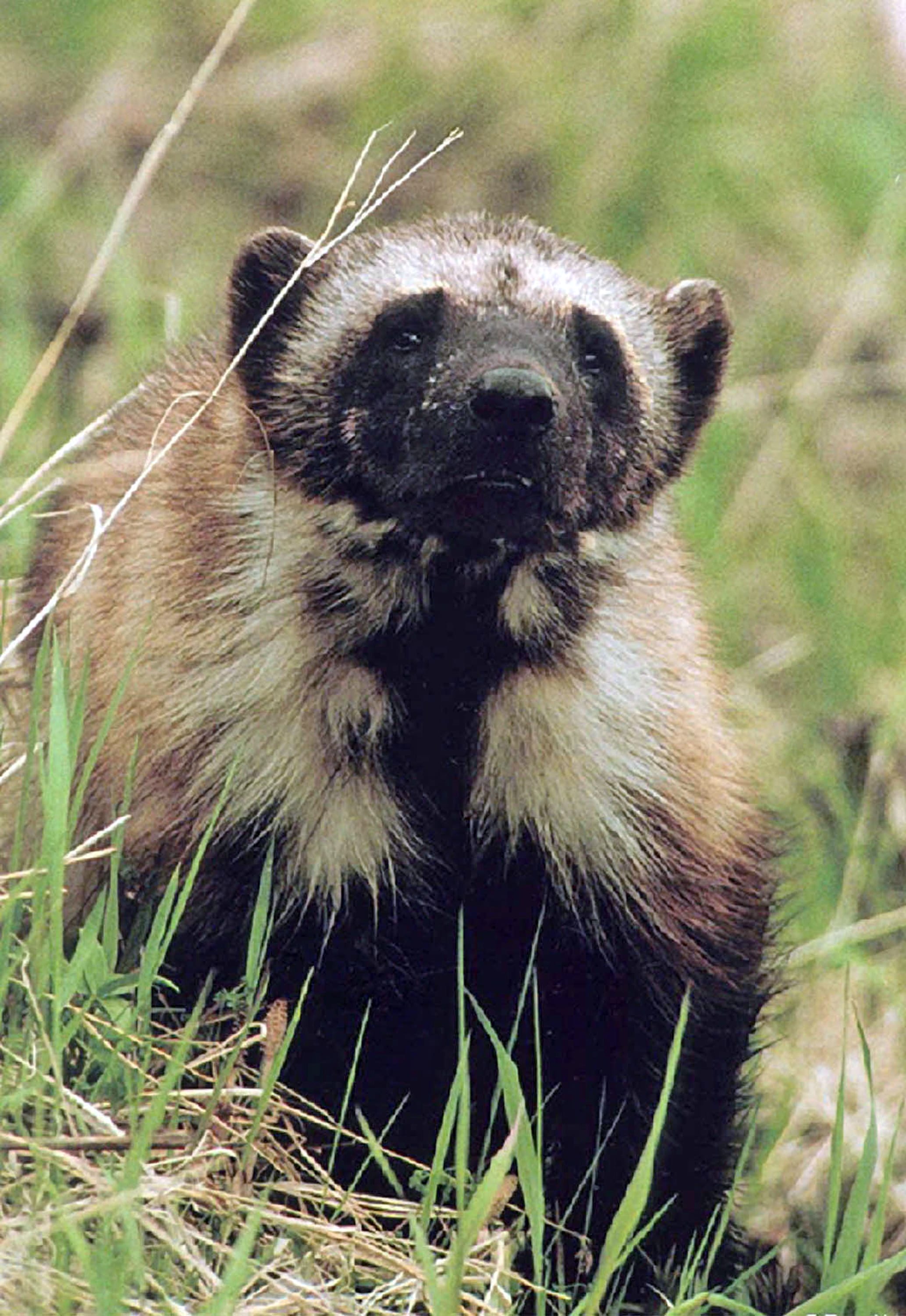 FILE - This undated file photo shows a wolverine in Montana's Glacier National Park. Researchers are working on a plan to study wolverines in four Rocky Mountain states in the winter of 2016 to see if the animals can be reintroduced to some regions to boost their numbers and see how they might travel between mountain ranges. A researcher for Montana's wildlife agency says that state, Idaho, Wyoming and Washington are working together because there are so few wolverines and they are spread across a wide area.
