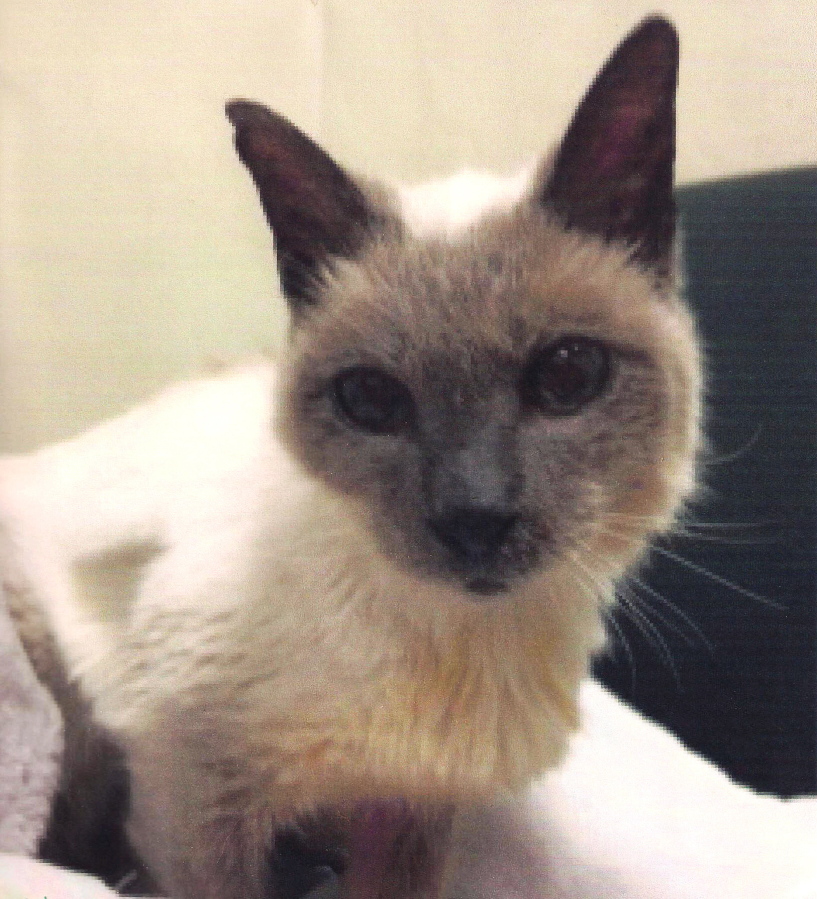 Scooter, a Siamese cat, turned 30 on March 26.