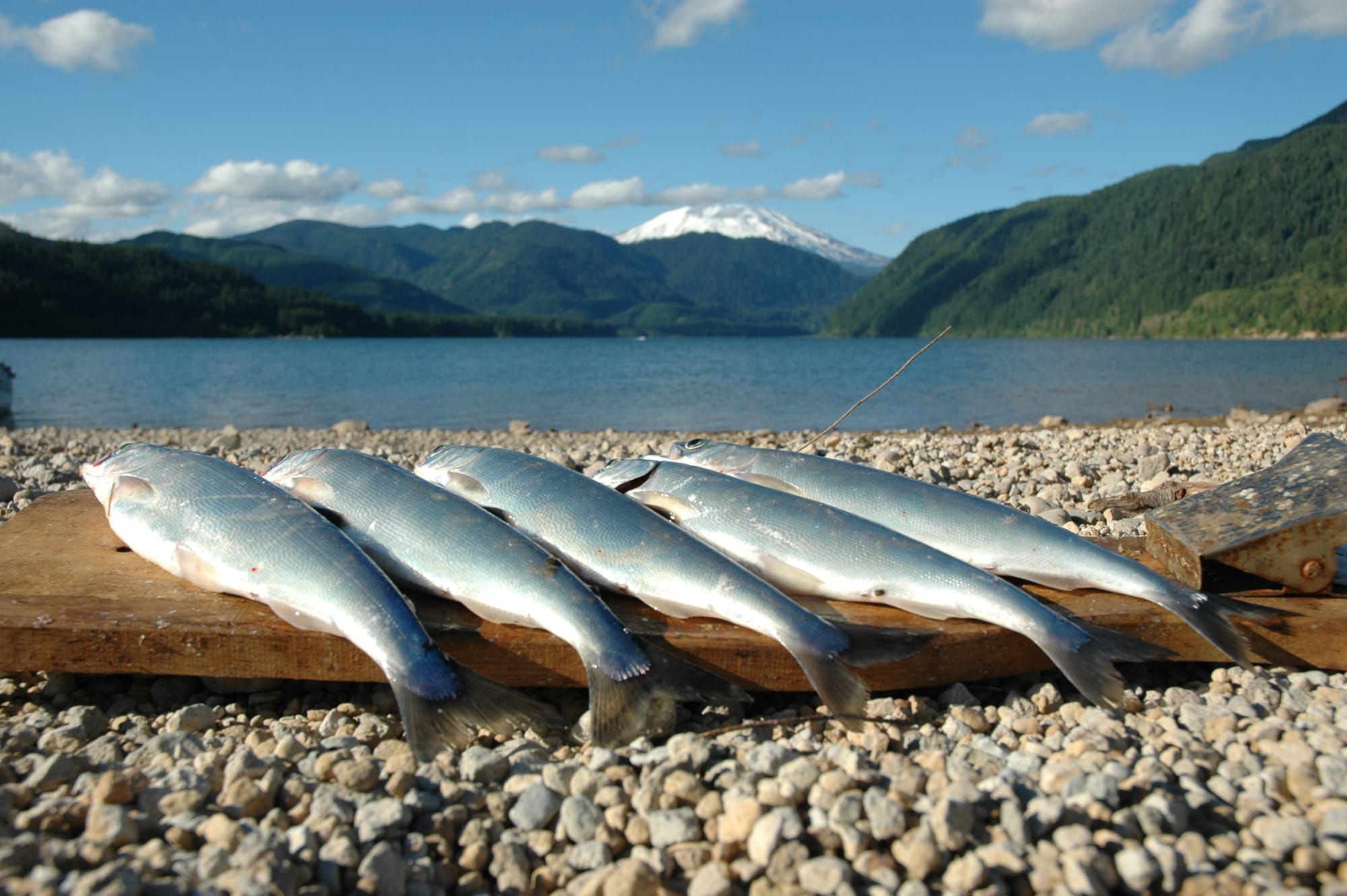These kokanee were caught three years ago in Yale Reservoir on the North Fork of the Lewis River (ALLEN THOMAS/The Columbian)