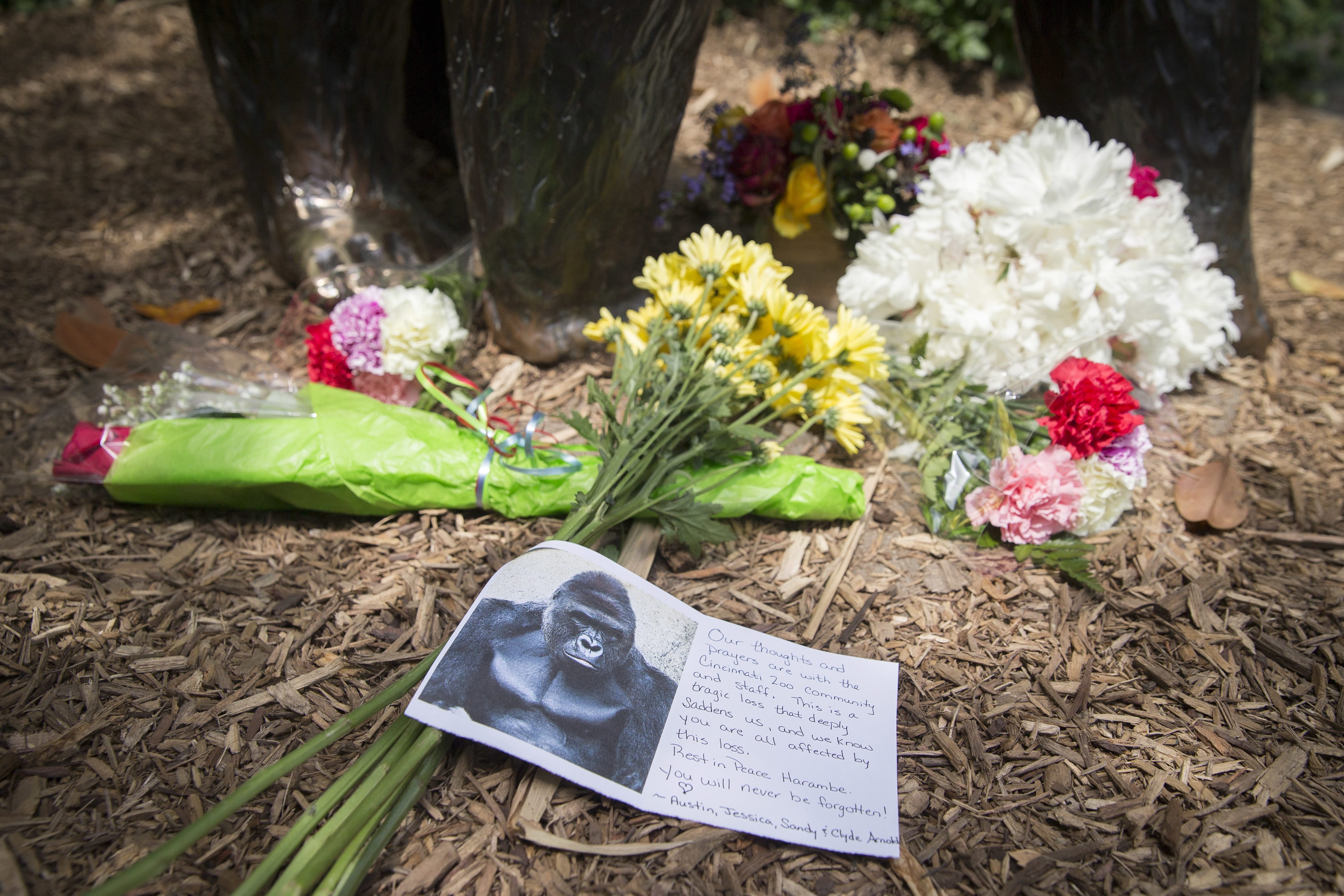 A sympathy card rests at the feet of a gorilla statue outside the Gorilla World exhibit at the Cincinnati Zoo &amp; Botanical Garden, Sunday, May 29, 2016, in Cincinnati. On Saturday, a special zoo response team shot and killed Harambe, a 17-year-old gorilla, that grabbed and dragged a 4-year-old boy who fell into the gorilla exhibit moat. Authorities said the boy is expected to recover. He was taken to Cincinnati Children's Hospital Medical Center.