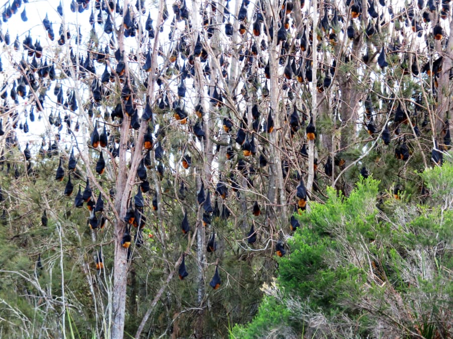 Gray-headed flying foxes hang from a tree near Batemans Bay, Australia in May. The area&#039;s population of the large bats -- nearly 140,000 -- is three times what it was last year.