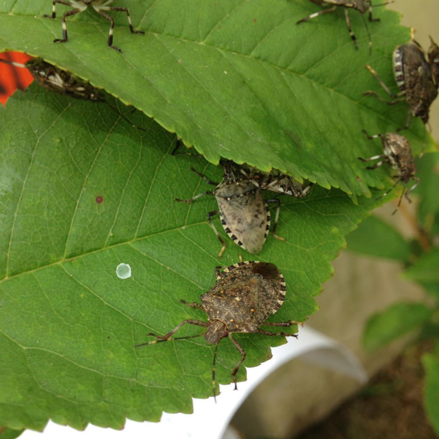 Brown marmorated stink bugs eat a leaf. The invasive predators pose a threat to Washington specialty crops -- tree fruit, berries and vegetables. They arrived in the metro area in 2004 and reproduce fast.