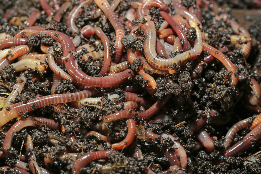 A worm bin is another way of composting kitchen waste. The worms eat it and then produce castings that are gardener&#039;s gold when it comes to rich nutrients for the soil.