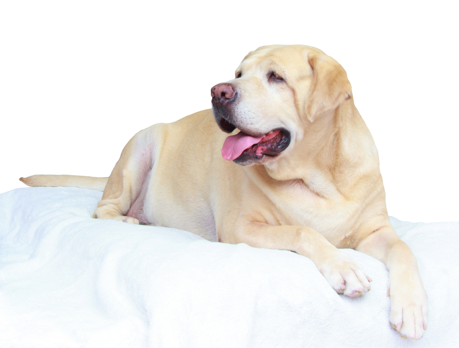 Nearly 60 percent of Labrador retrievers are overweight or obese, according to a survey for the U.S. Association for Pet Obesity in 2012.