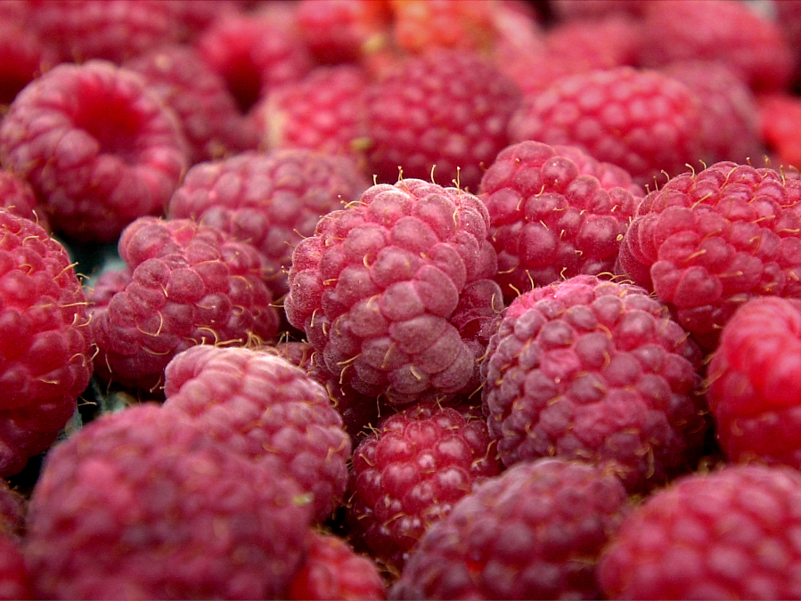 Columbian files 
 A raspberry is actually a bunch of fruits that have grown together. Take a bite out of one and look at it, each bump is actually a single fruit!