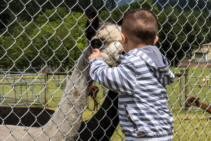 White Oak Alpacas hosted Sheared Delights, allowing visitors to learn about how fleece is made and to pet alpacas.