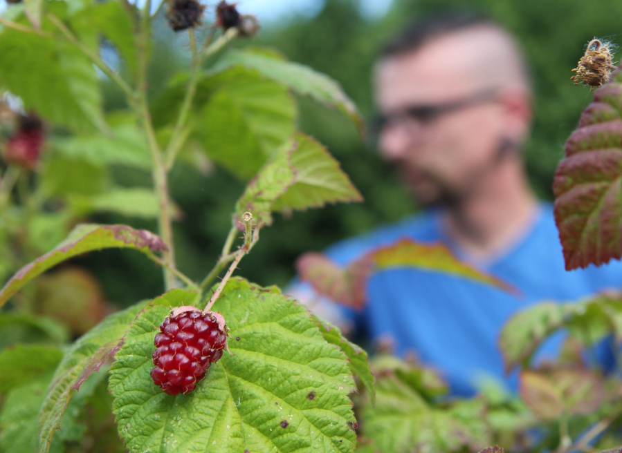 Thomas Feston, a volunteer with the group Urban Abundance picks raspberries at a residence along the banks of Vancouver Lake on Thursday. The group gleans produce that would otherwise spoil and donates part of the harvest to local food banks.