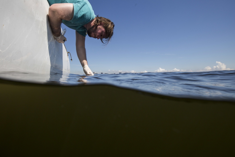 In this March 21, 2016 photo, Rodrigo Staggemeier collects a water sample from Guanabara Bay, off the coast of Rio de Janeiro, Brazil, for a water quality study commissioned by The Associated Press.