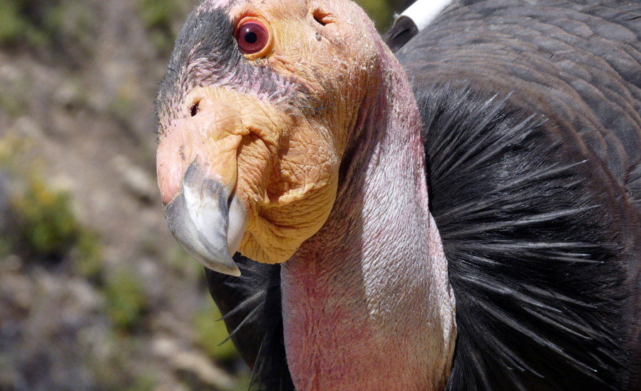 A California condor, identified as Condor No. 247, sits near his nest at the Hopper Mountain National Wildlife Refuge near Fillmore in Southern California, about 65 miles northwest of Los Angeles. (Joseph Brandt/U.S.