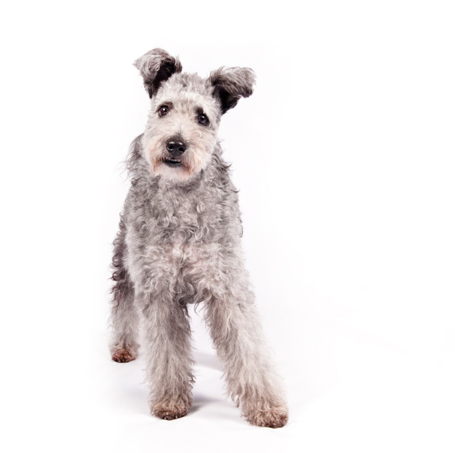 In this undated photo provided by the American Kennel Club, a pumi is shown. The high-energy Hungarian herding dog is the latest new breed headed to the Westminster Kennel Club and many other U.S. dog shows. The American Kennel Club is announcing Wednesday, June 22, 2016, that it is recognizing the pumi (POOM&#039;-ee). It&#039;s the 190th breed to join the roster of the nation&#039;s oldest purebred dog registry.