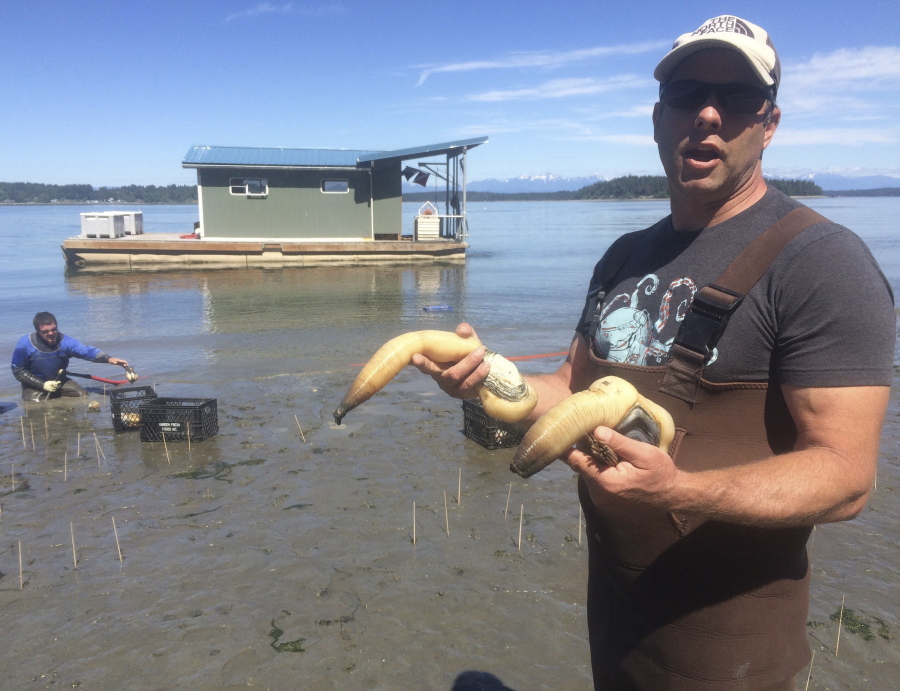 In this June 3, 2016 photo, Ian Child of Sound Shellfish harvests geoduck clams for a same-day overseas shipment near Zangle Cove in Thurston County, north of Olympia, Wash. Child planned to harvest up to 400 pounds that day and later sell the geoduck for $9 to $16 per pound.