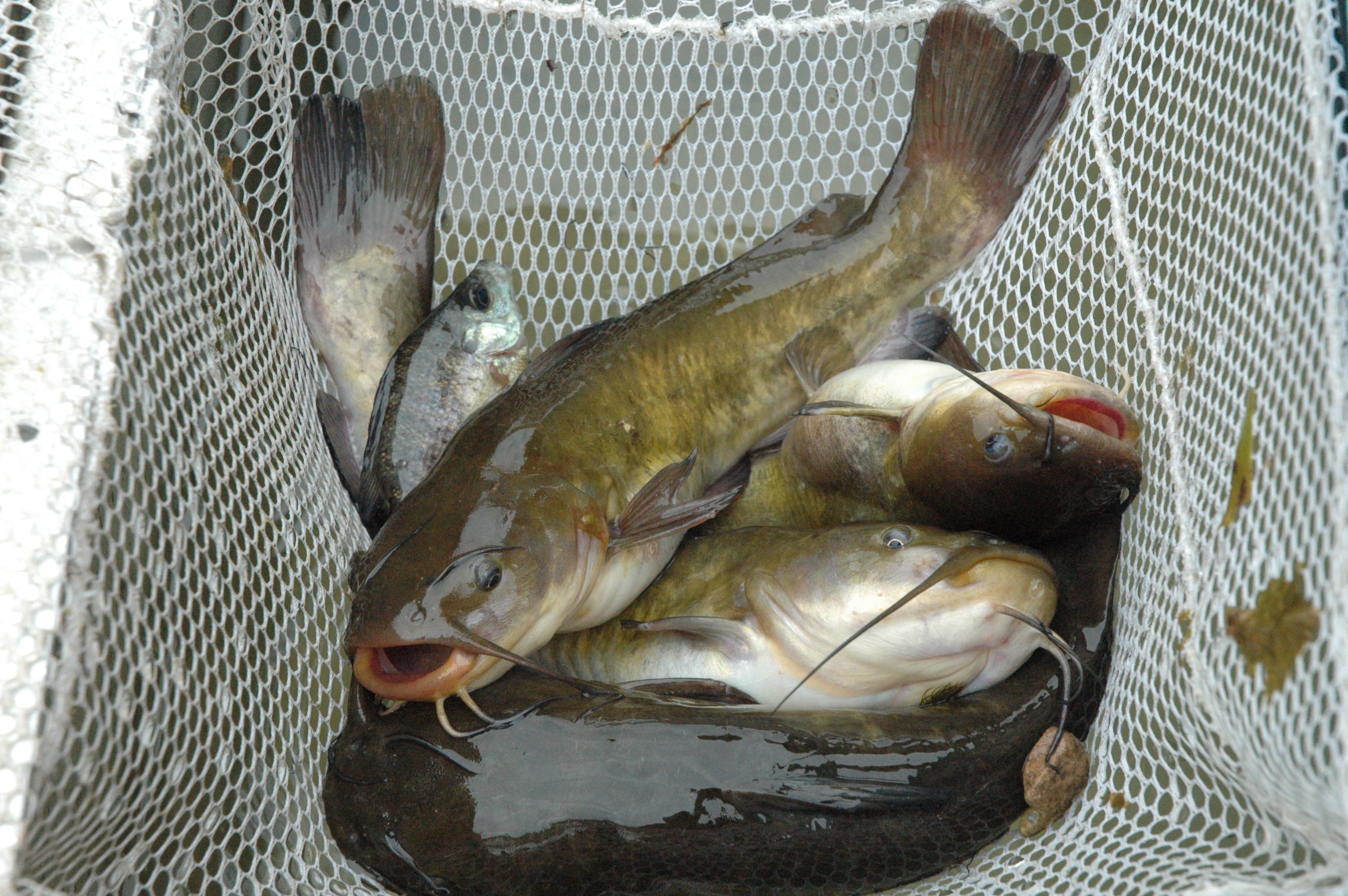 State biologists sampled Kress Lake near Kalama Tuesday and caught bullheads and a variety of panfish. The lake also is stocked with channel catfish.