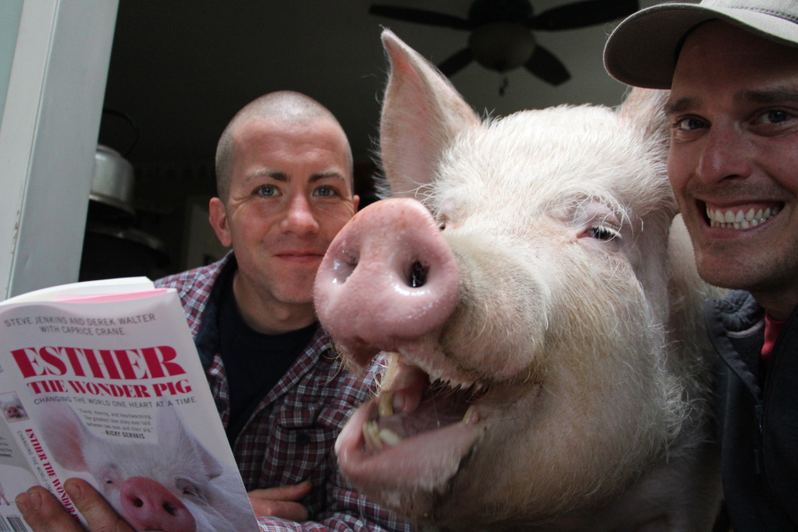 In this undated photo Esther The Wonder Pig is shown with her owners Derek Walter, left, and Steve Jenkins in Campbellville, Ontario. Walter is holding a book titled &quot;Esther The Wonder Pig: Changing the World One Heart at a Time,&quot; which the two wrote about their pet pig.