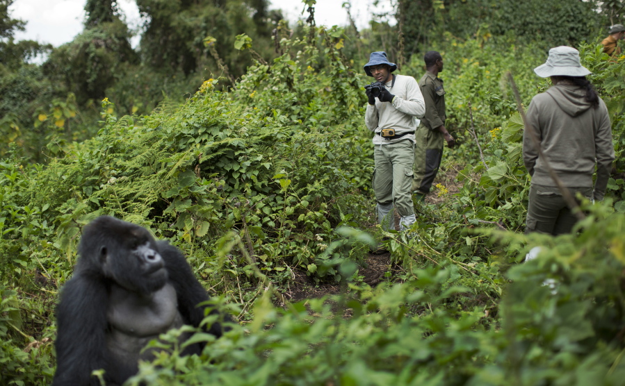 Tourist Stephen Fernandez, center-right, on Sept. 4, 2015, takes photos of a male silverback mountain gorilla from the family of mountain gorillas named Amahoro, which means &quot;peace&quot; in the Rwandan language, in the dense forest on the slopes of Mount Bisoke volcano in Volcanoes National Park, northern Rwanda. In some parts of Africa, tourists and researchers routinely trek into the undergrowth to see gorillas in their natural habitat where there are no barriers or enclosures.