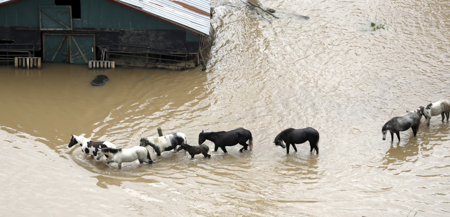 Horses walk through floodwaters Saturday in Rosharon, Texas. More than half of the state has been under flood watches or warnings in the past week. (DAVID J.