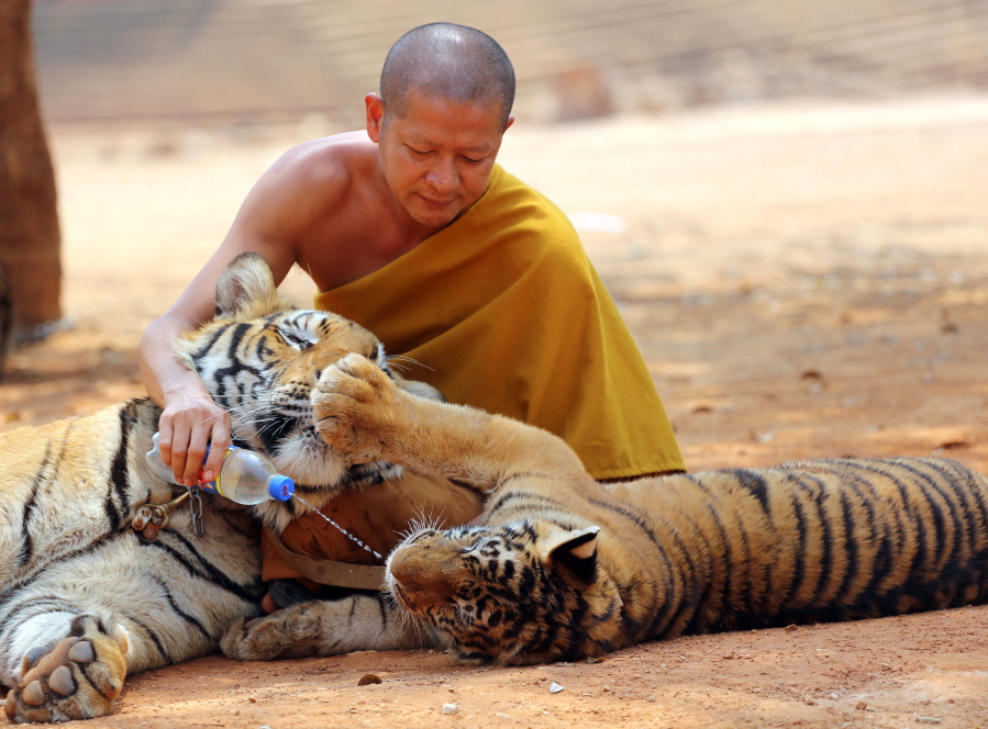 A Thai Buddhist monk feeds water to a tiger at the &quot;Tiger Temple,&quot; in Saiyok district in Kanchanaburi province, west of Bangkok, Thailand. Scandals have cast a spotlight on misbehaving monks and given rise to reflection on the state of Buddhism in Thailand, which is the national religion.