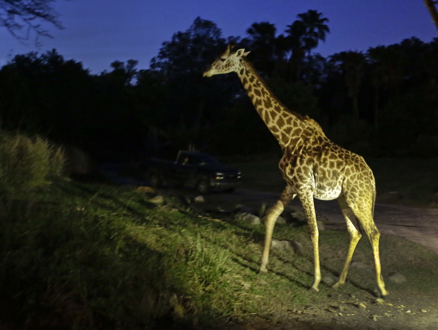 A giraffe roams on the savannah during a nighttime safari tour April 19 at Disney&#039;s Animal Kingdom, in Lake Buena Vista, Fla.