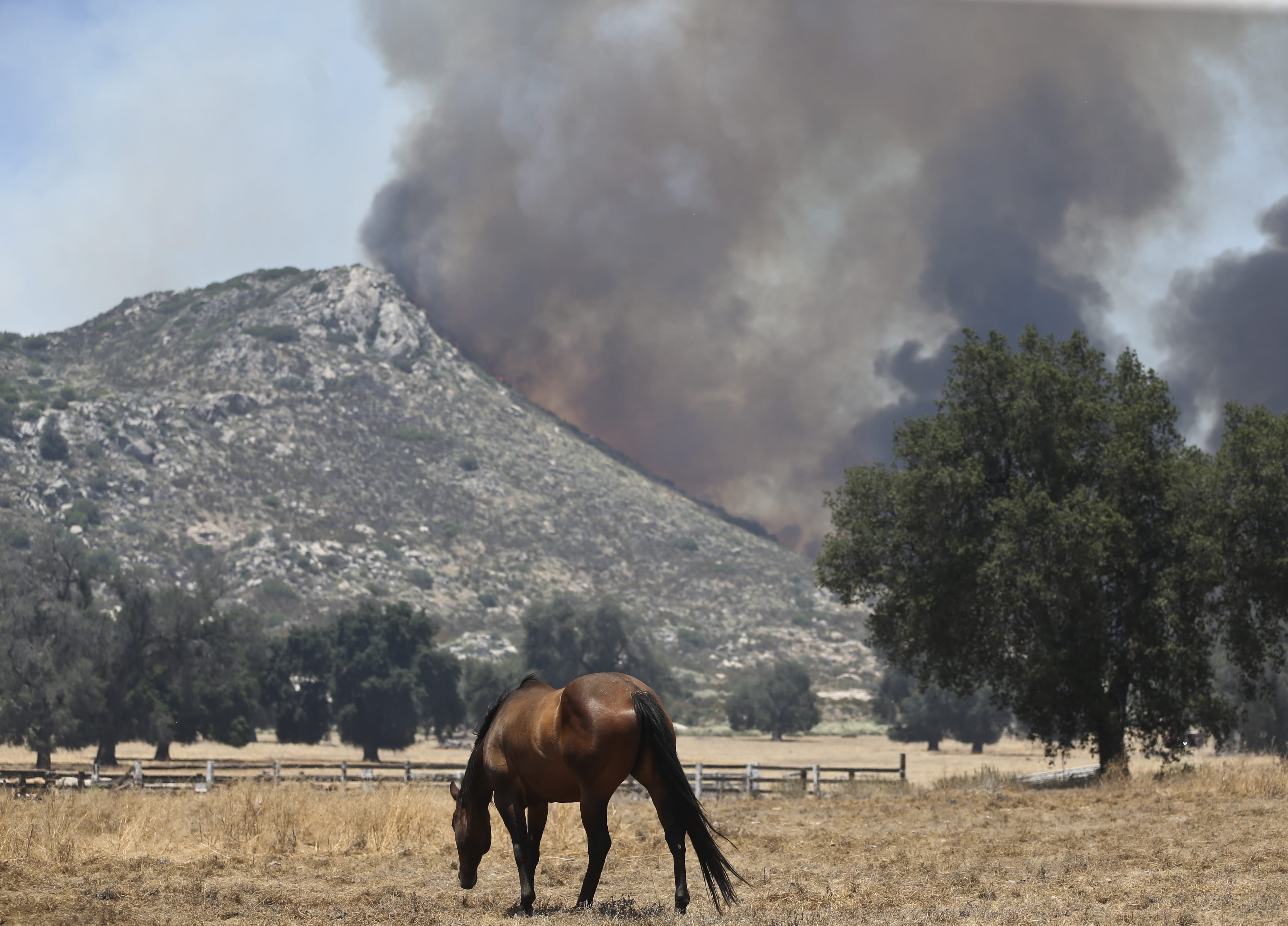 A horse grazes as a nearby mountain is engulfed in a brush fire Wednesday, June 22, 2016, in Campo. Calif.