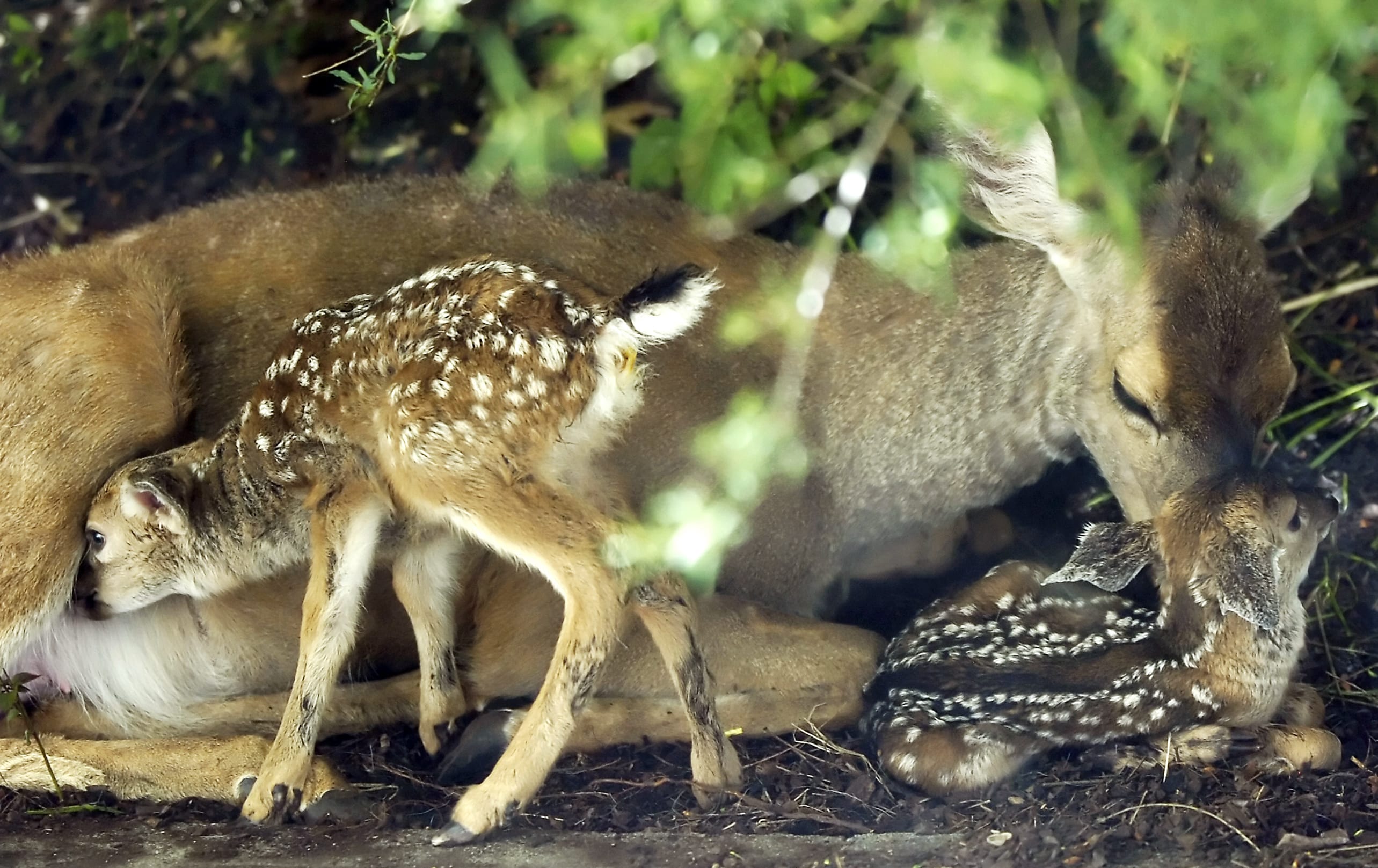 State wildlife officials say even apparently abandoned fawns probably have their mother nearby.