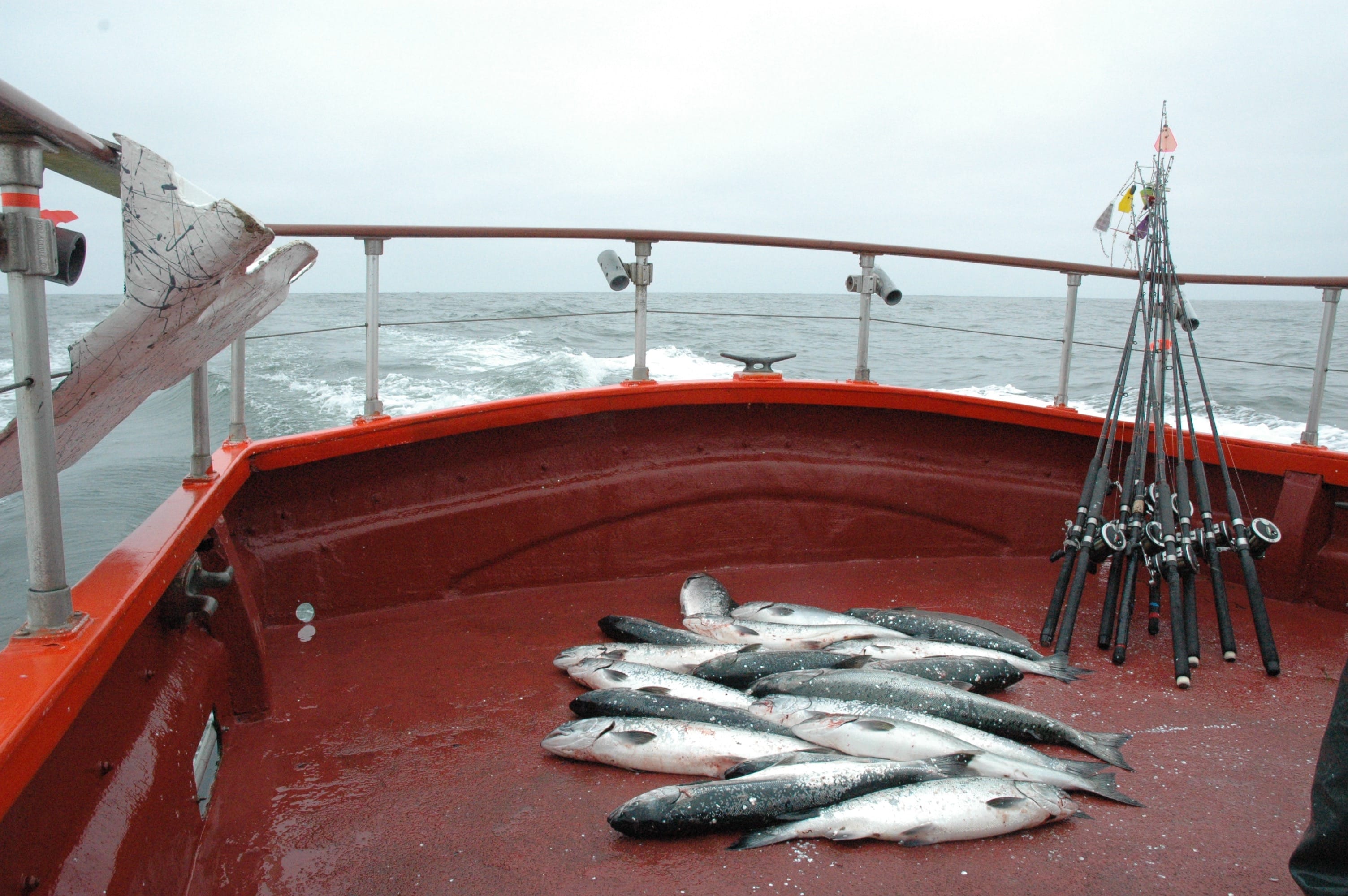 The ocean coho quota in 2016 is the smallest since 1998.