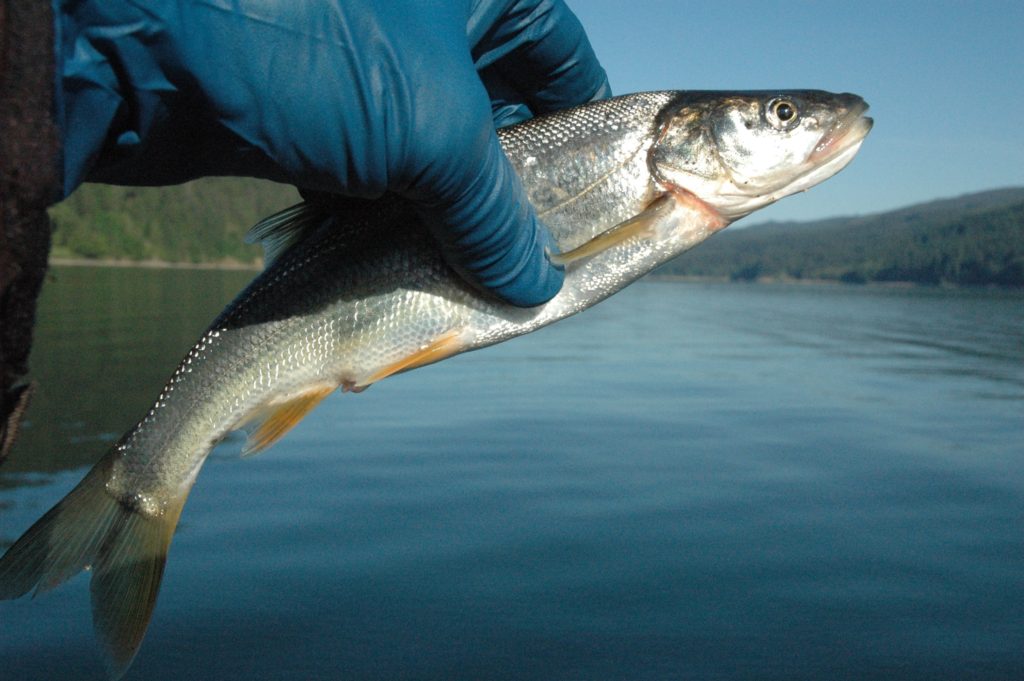 Determining the pikeminnow population size in Merwin Reservoir was one of the tasks done by researchers before the federal fishery agencies decide whether salmon and steelhead will be reintroduced into the lake and its tributaries.