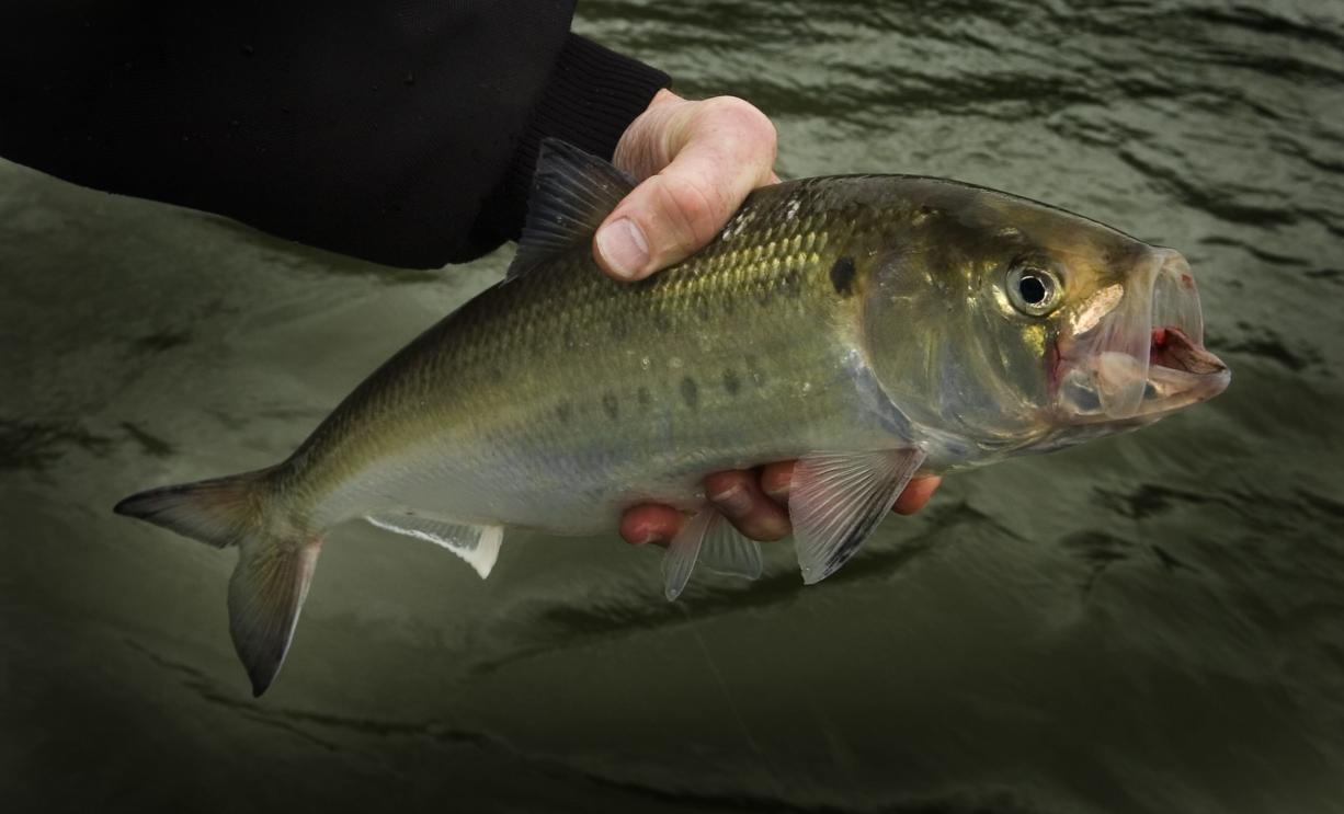 Shad counts are far below average at Bonneville Dam, likely due to the high streamflow in the Columbia River.