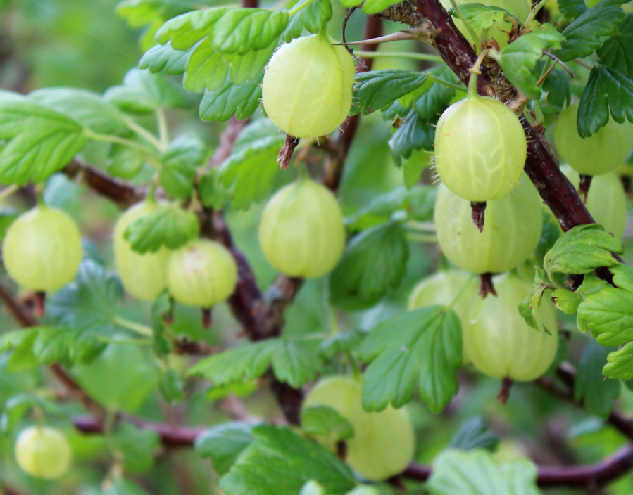 Gooseberries contain nearly 20 times the vitamin C as oranges.