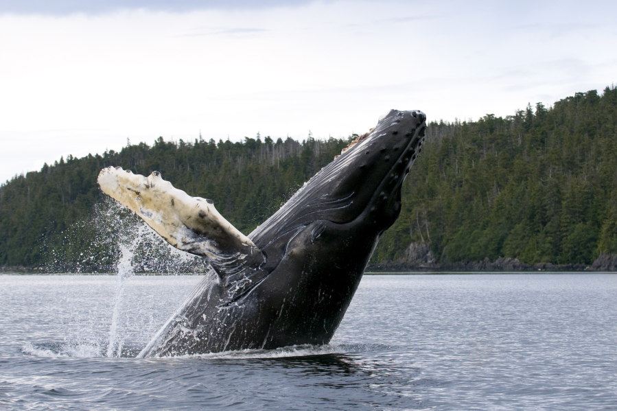 Cascadia Research Collective in Olympia estimates about 1,600 humpbacks feed off the west coast of North America, including as many as 500 now off Washington and British Columbia.