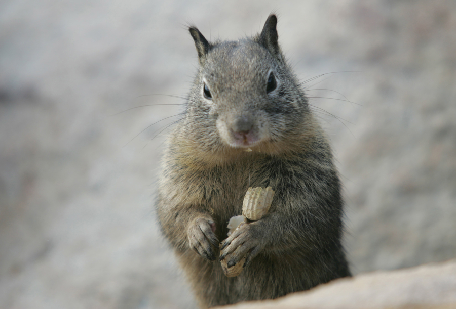 Ground squirrels can be destructive and hard to control.