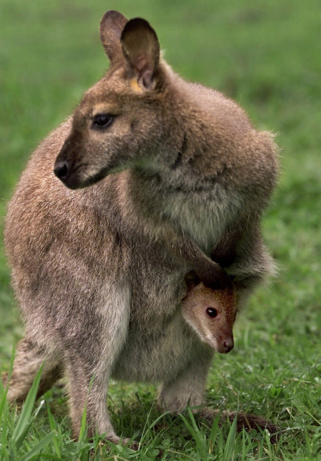 The wallabies, which are smaller versions of full-sized kangaroos, can live up to 15 years.