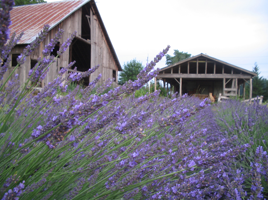The annual Lavender Festival will feature crafts, music and multiple uses for lavender at Heisen House Vineyards in Battle Ground.